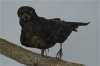 Black Drongo Collection Image, Figure 10, Total 13 Figures